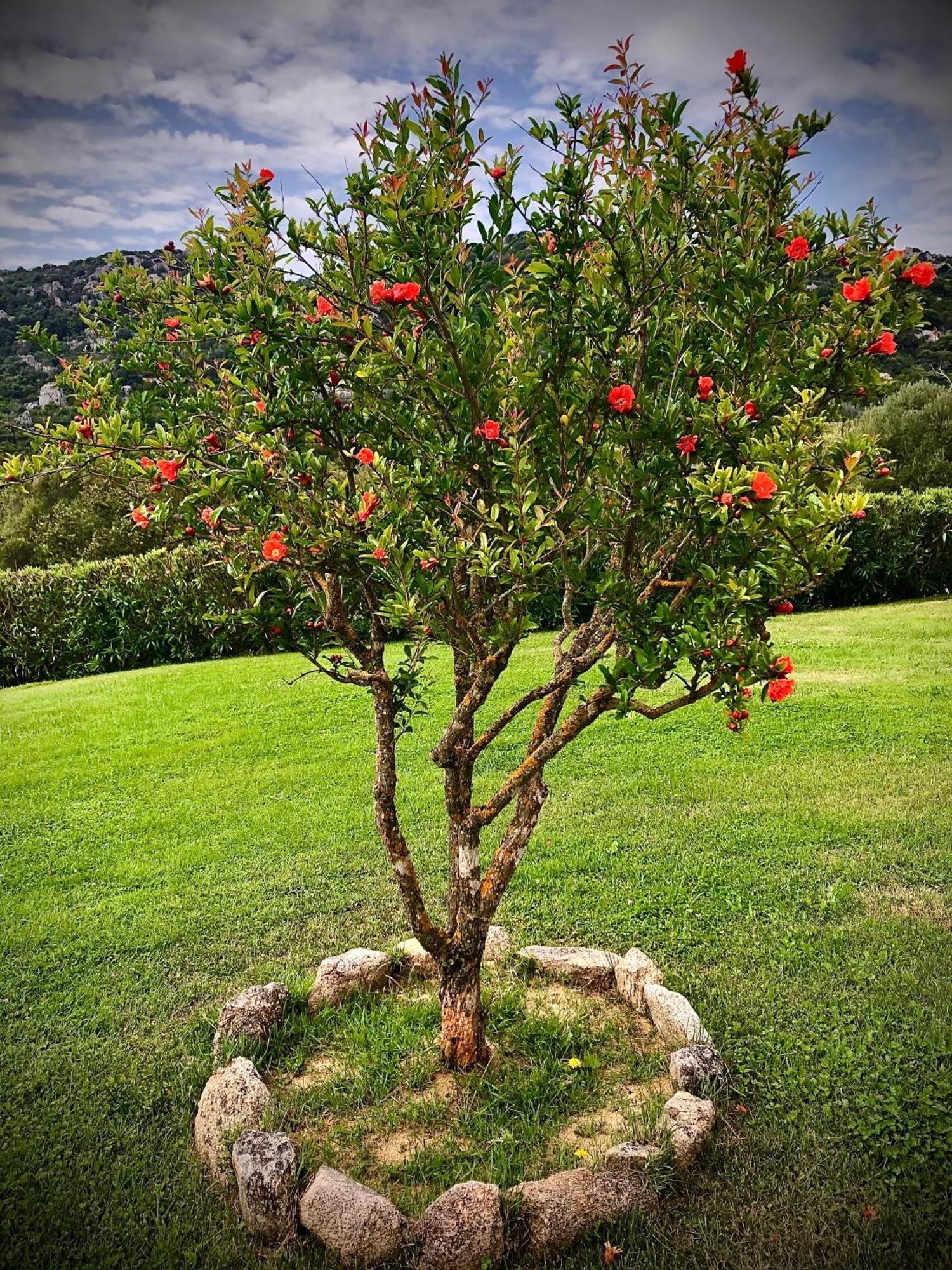 Spartaco Eco Retreat San Pantaleo Sole Ruiu Buitenkant foto
